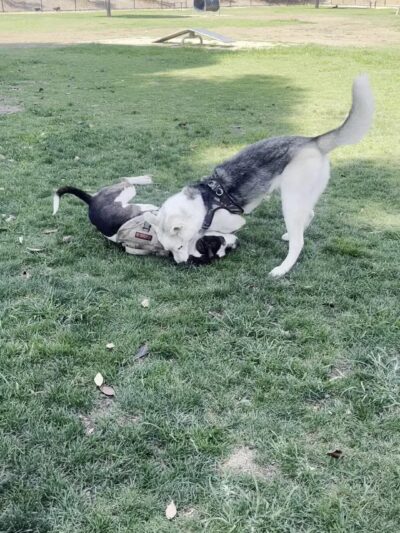 Fletcher Fetch Park - El Monte, CA