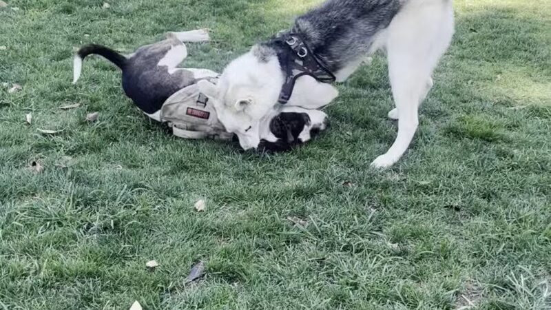 Fletcher Fetch Park - El Monte, CA