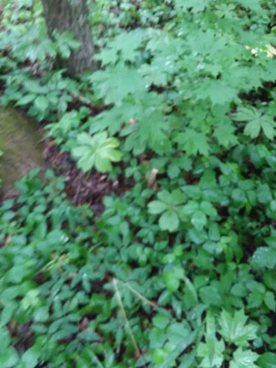 Eco Lake Park - Elizabethtown, IN