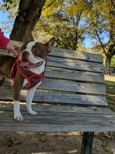 Etown Dog Park - Elizabethtown, KY