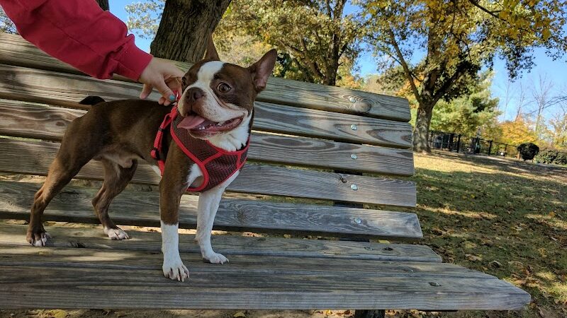 Etown Dog Park - Elizabethtown, KY