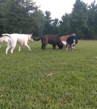 Etown Dog Park - Elizabethtown, KY