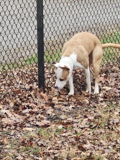 Etown Dog Park - Elizabethtown, KY