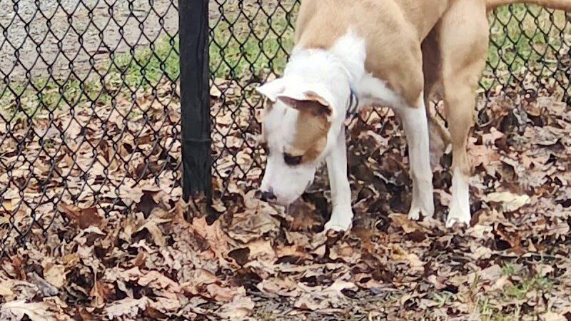 Etown Dog Park - Elizabethtown, KY