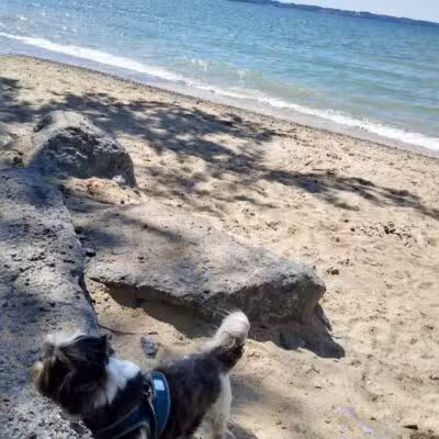 Elk Rapids Public Beach Access - Elk Rapids,