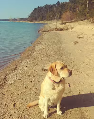 Wilcox-Palmer-Shah Preserve - Elk Rapids,