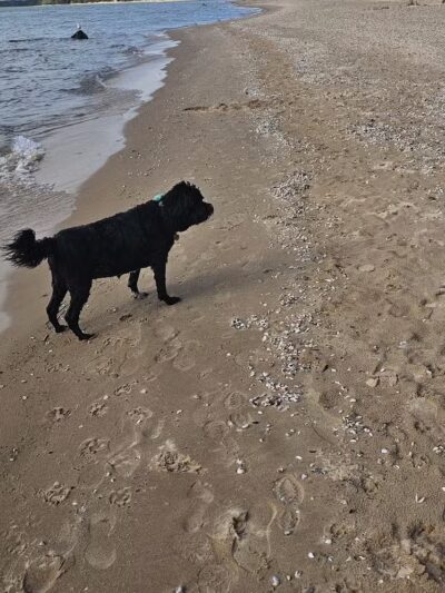 Wilcox-Palmer-Shah Preserve - Elk Rapids,