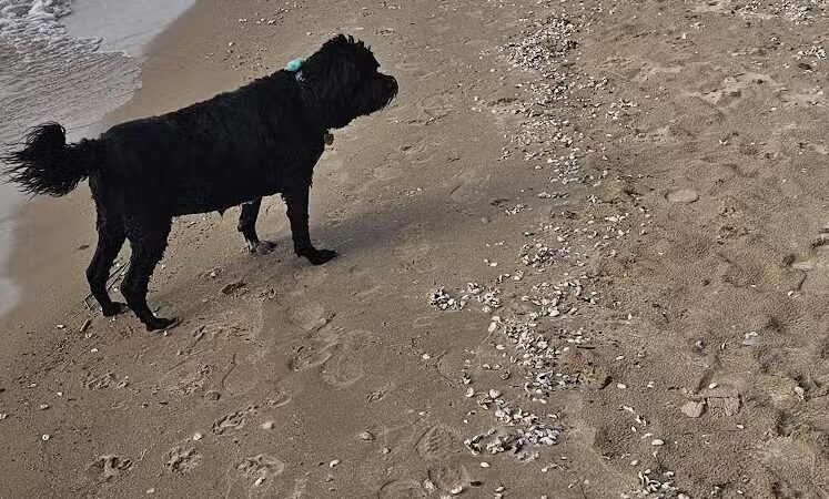 Wilcox-Palmer-Shah Preserve - Elk Rapids,