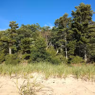 Wilcox-Palmer-Shah Preserve - Elk Rapids,