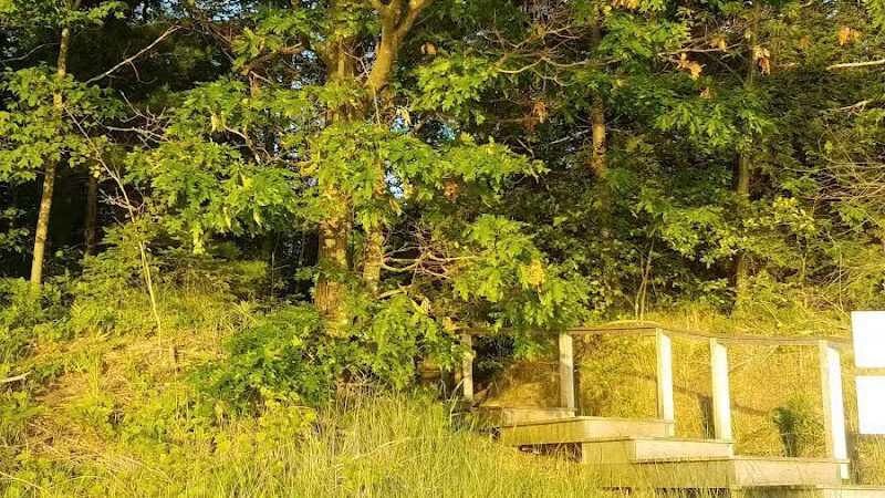 Wilcox-Palmer-Shah Preserve - Elk Rapids,