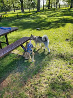 Otsego Dog Park - Elk River,
