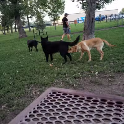 Otsego Dog Park - Elk River,