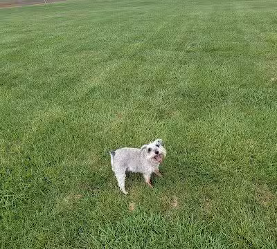 Otsego Dog Park - Elk River,