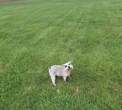 Otsego Dog Park - Elk River,