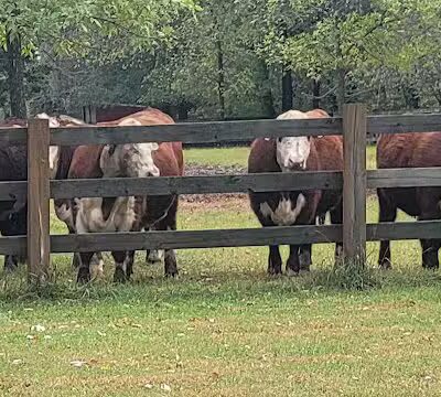 Otsego Dog Park - Elk River,