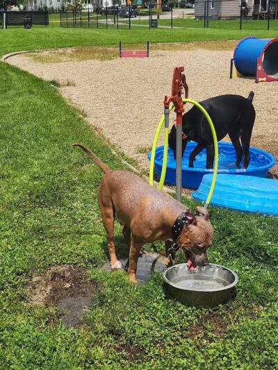 Dr. Frank Booth Dog Park - Elkhart,