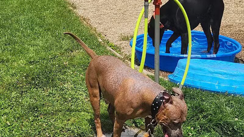 Dr. Frank Booth Dog Park - Elkhart,