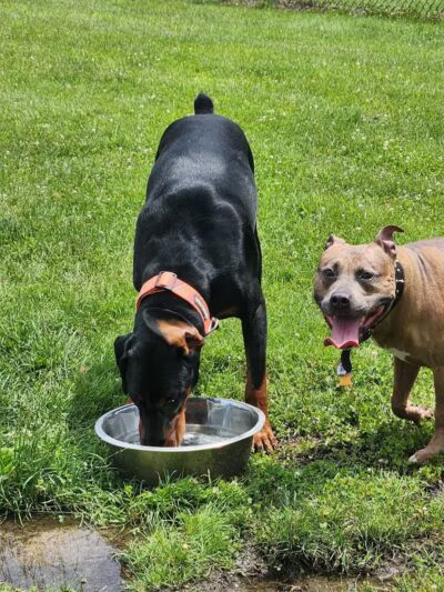 Dr. Frank Booth Dog Park - Elkhart,
