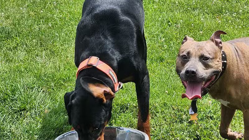 Dr. Frank Booth Dog Park - Elkhart,