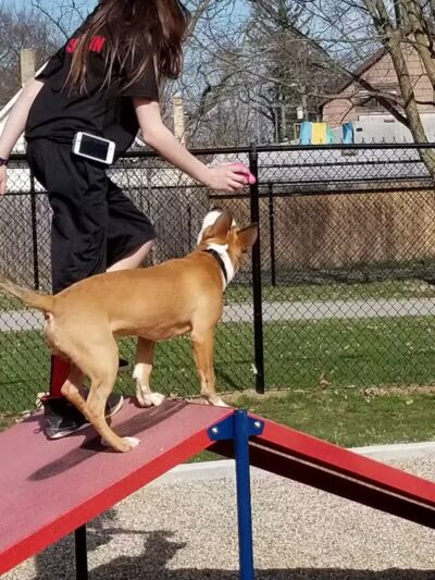 Dr. Frank Booth Dog Park - Elkhart,