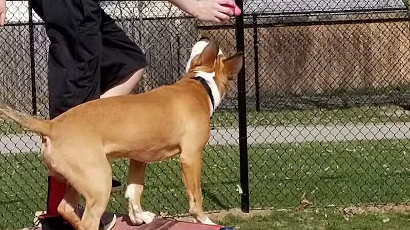 Dr. Frank Booth Dog Park - Elkhart,