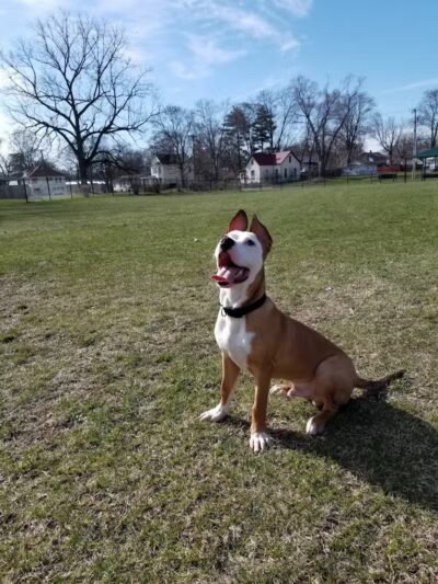 Dr. Frank Booth Dog Park - Elkhart,