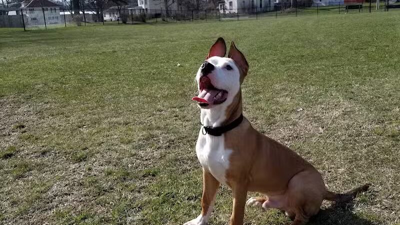 Dr. Frank Booth Dog Park - Elkhart,