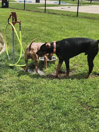 Dr. Frank Booth Dog Park - Elkhart,