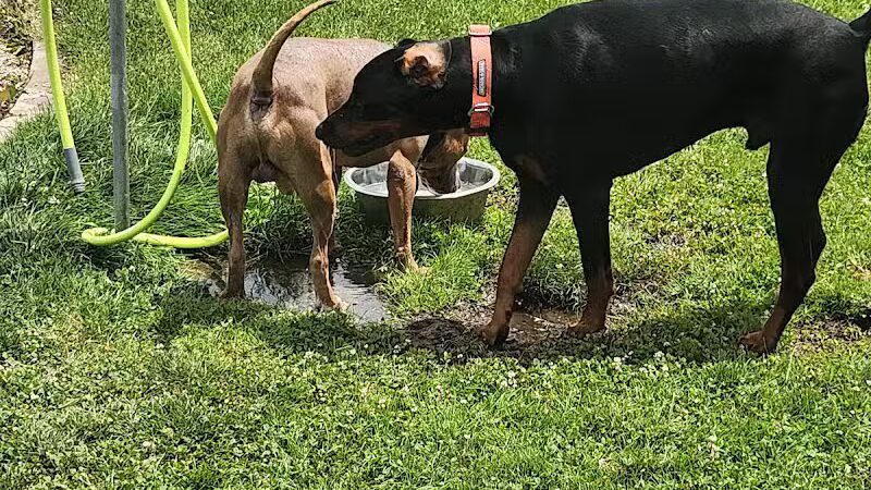 Dr. Frank Booth Dog Park - Elkhart,