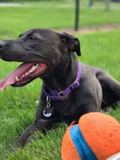 Dr. Frank Booth Dog Park - Elkhart,