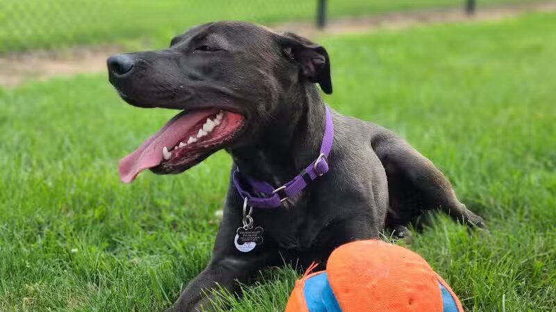 Dr. Frank Booth Dog Park - Elkhart,