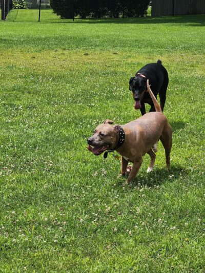Dr. Frank Booth Dog Park - Elkhart,
