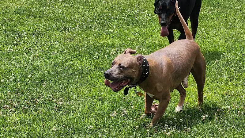 Dr. Frank Booth Dog Park - Elkhart,