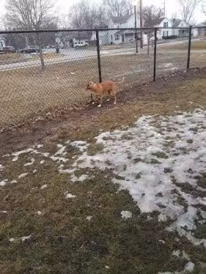 Dr. Frank Booth Dog Park - Elkhart, IN