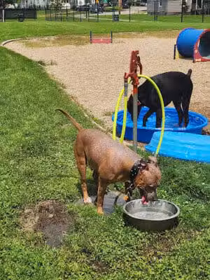 Dr. Frank Booth Dog Park - Elkhart,