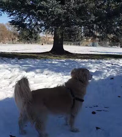 Elko Dog Park! - Elko, NV