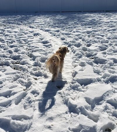 Elko Dog Park! - Elko, NV