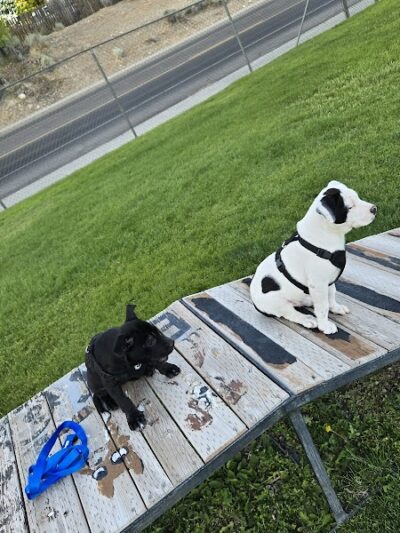 Elko Dog Park! - Elko, NV