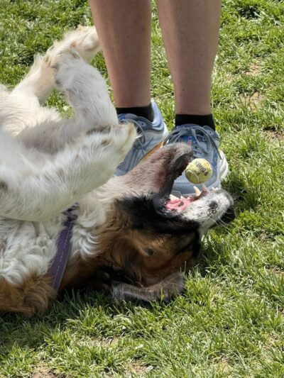 Elko Dog Park! - Elko, NV