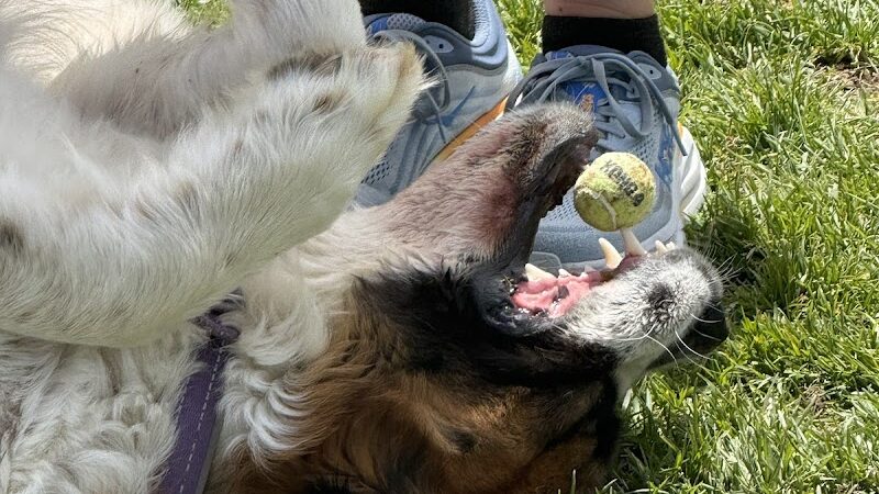 Elko Dog Park! - Elko, NV