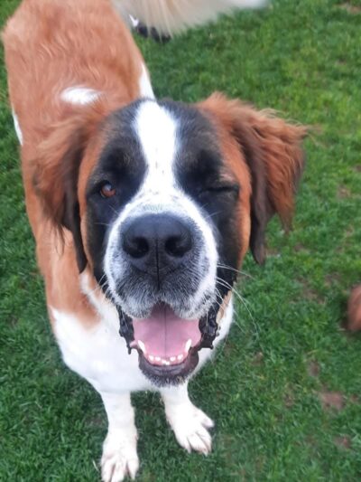 Elko Dog Park! - Elko, NV