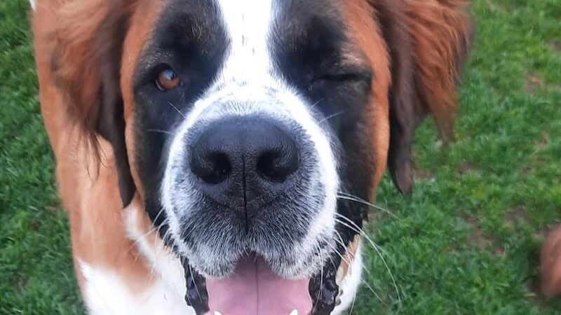 Elko Dog Park! - Elko, NV