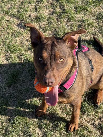 Elko Dog Park! - Elko, NV