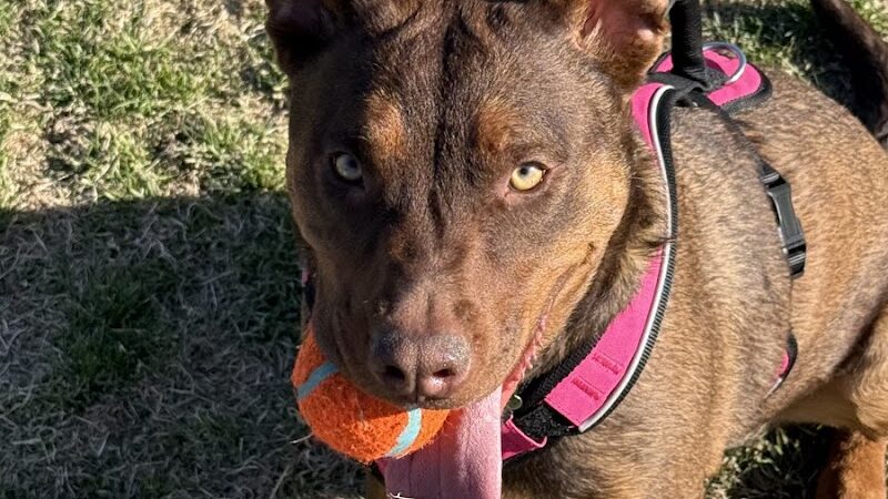 Elko Dog Park! - Elko, NV