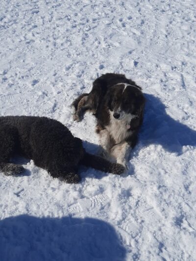 Elko Dog Park! - Elko, NV