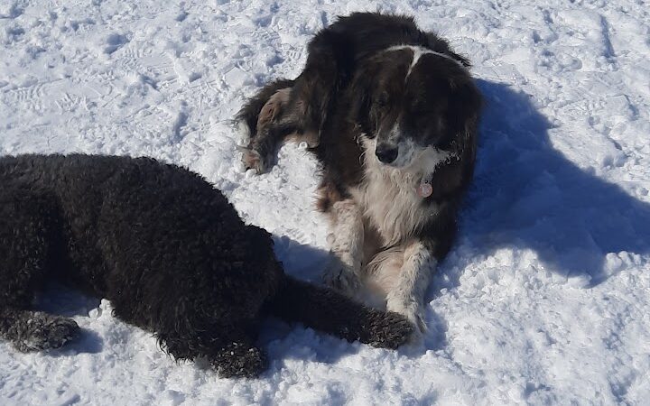 Elko Dog Park! - Elko, NV