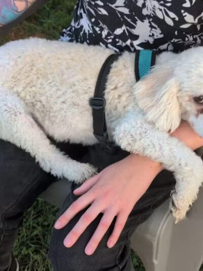 Worthington Off Leash Dog Park - Ellicott City, MD