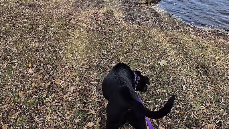 Eldridge Park Dog Park - Elmira,