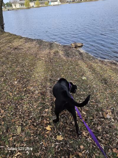 Eldridge Park Dog Park - Elmira,