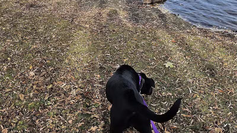 Eldridge Park Dog Park - Elmira,